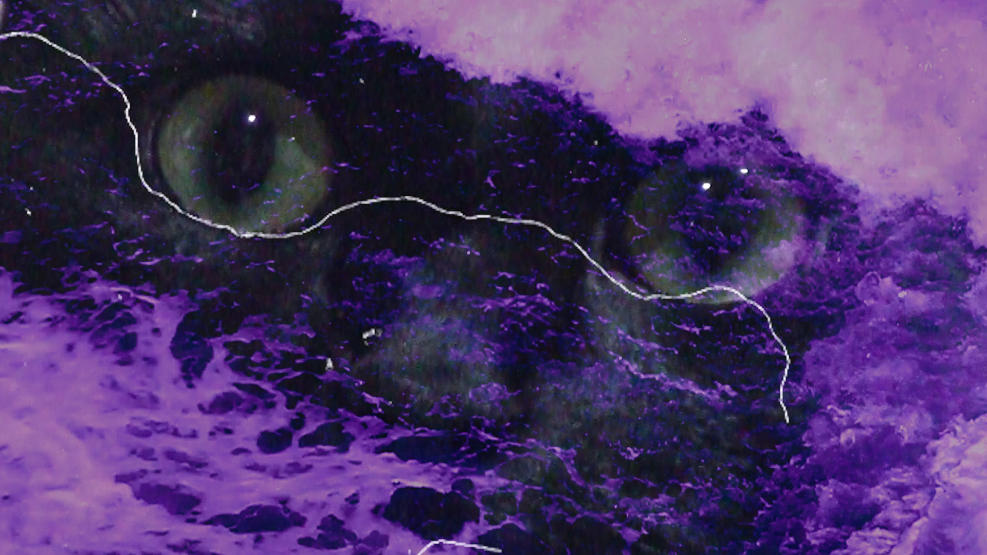 A Nau dos Loucos: Mergulho e Decolagem de Pazucus